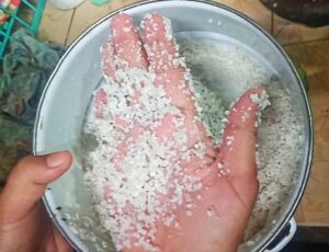 Diduga Bermasalah, Beras Premium Dibeli Warga Baubau Hancur Saat Dicuci